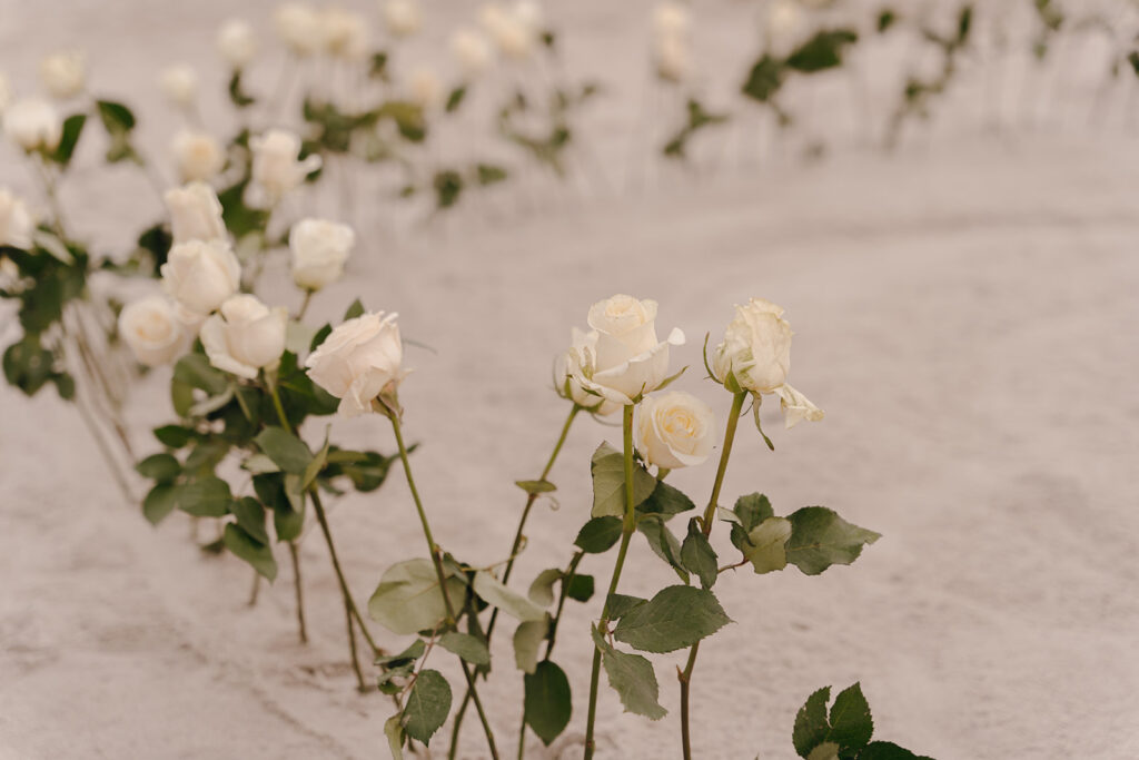 beach proposal with white roses