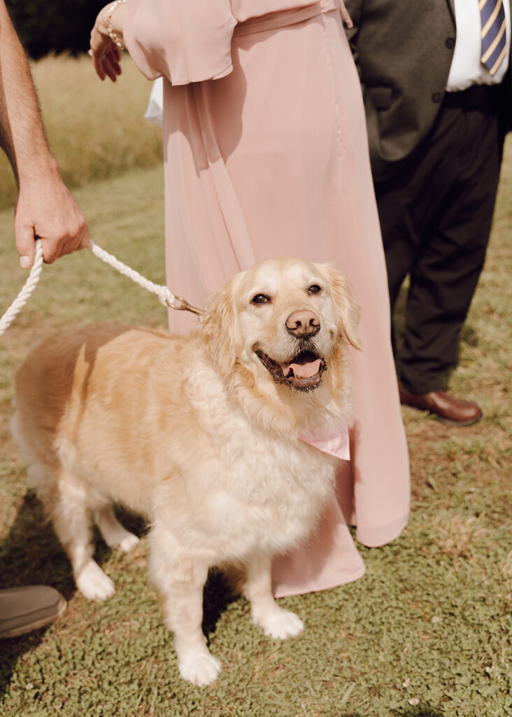 dog in wedding ceremony