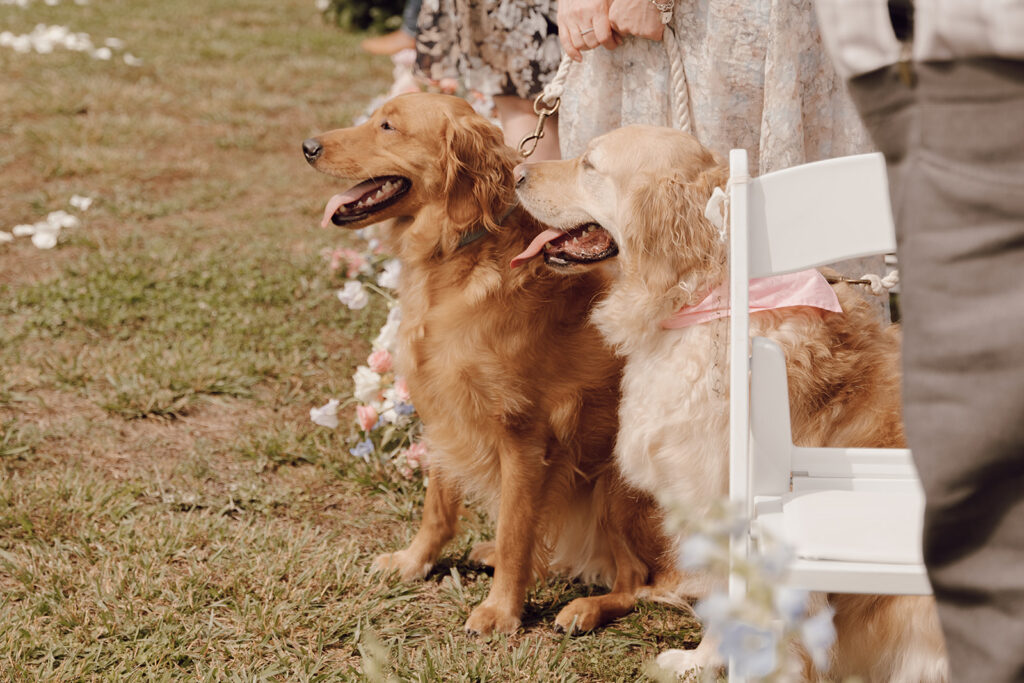 dogs part of wedding ceremony in georgia